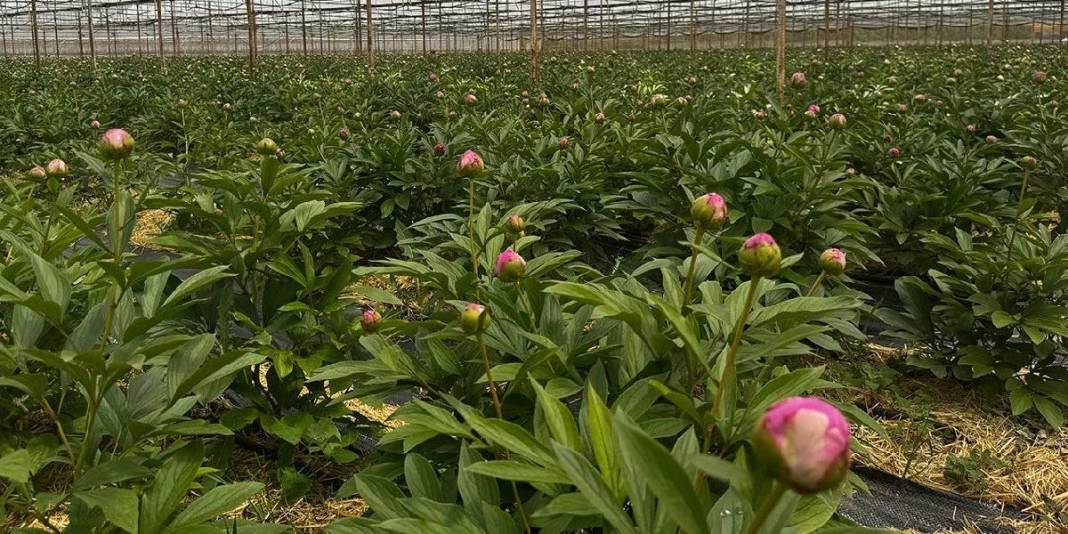 Tanesi 150 TL’den havada kapılıyor! 81 ilden talep görerek üreticinin cebini dolduruyor 4
